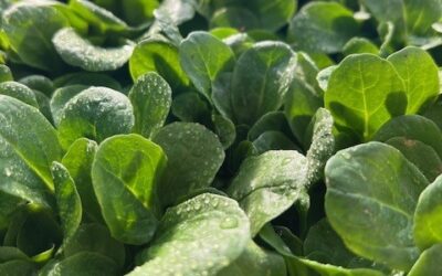 Aktuell: Erntefrischer Nüsslisalat……