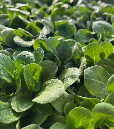 Aktuell: Erntefrischer Nüsslisalat……