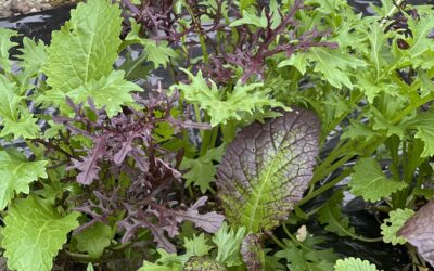 Aktuelles aus unserer Bio-Gärtnerei….