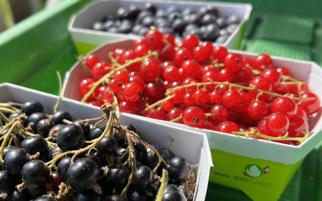 Der Sommer ist da und unsere Beeren sind reif!
