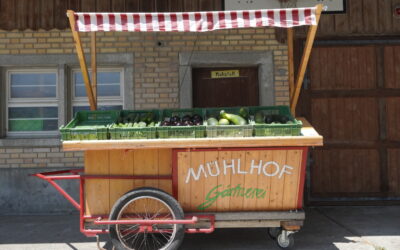 Aktuell in unserer Bio-Gärtnerei: Gurken, Zucchetti……